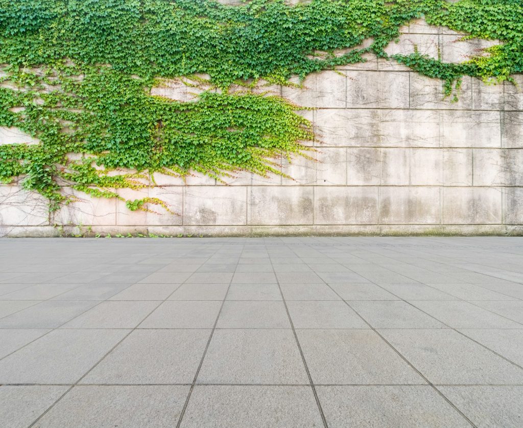 ivy on wall with concrete floor